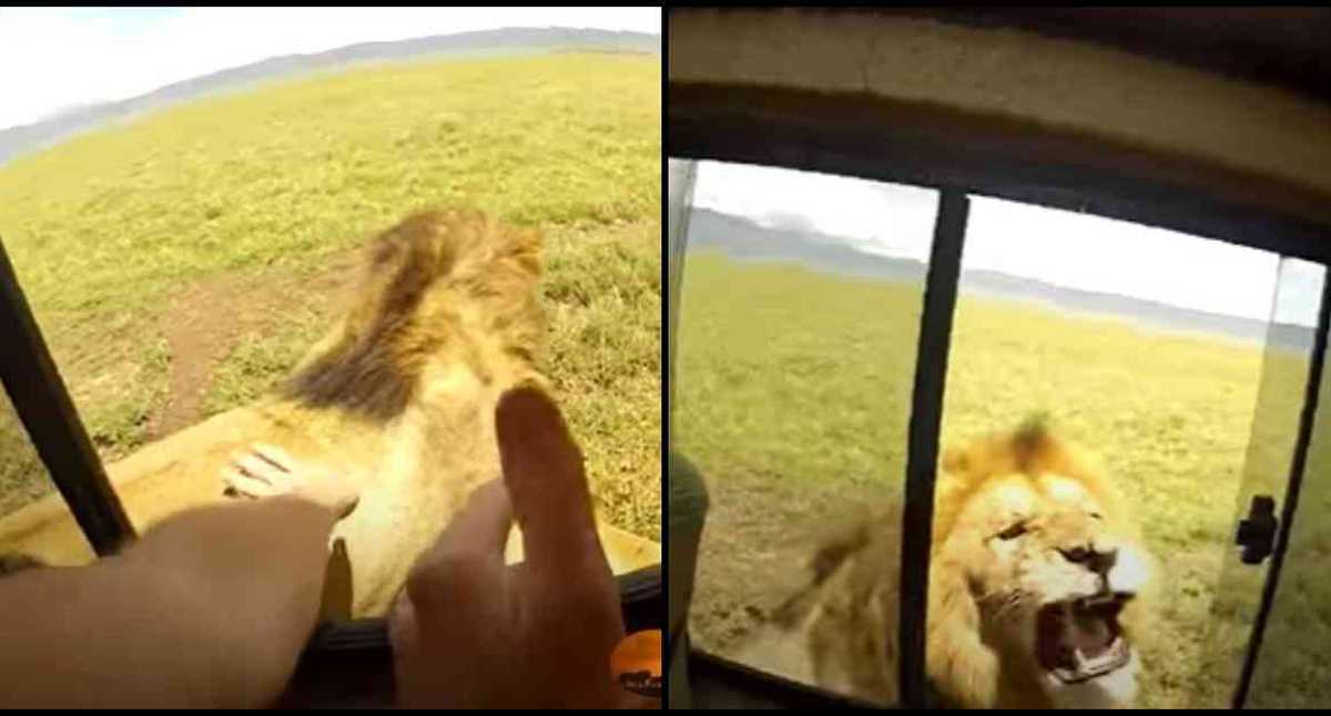 EN VIDEO: Turista despierta la furia de un león por tratar de acariciarlo
