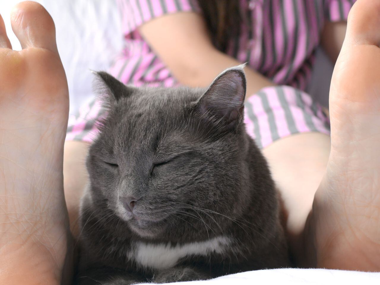 Por qué a los gatos les gusta dormir en los pies? - ¡Descúbrelo!