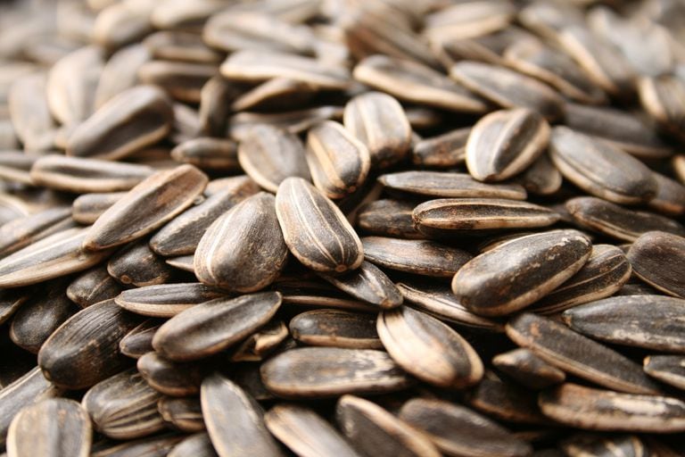 Qué le pasa al cuerpo cuando se consumen semillas de girasol?