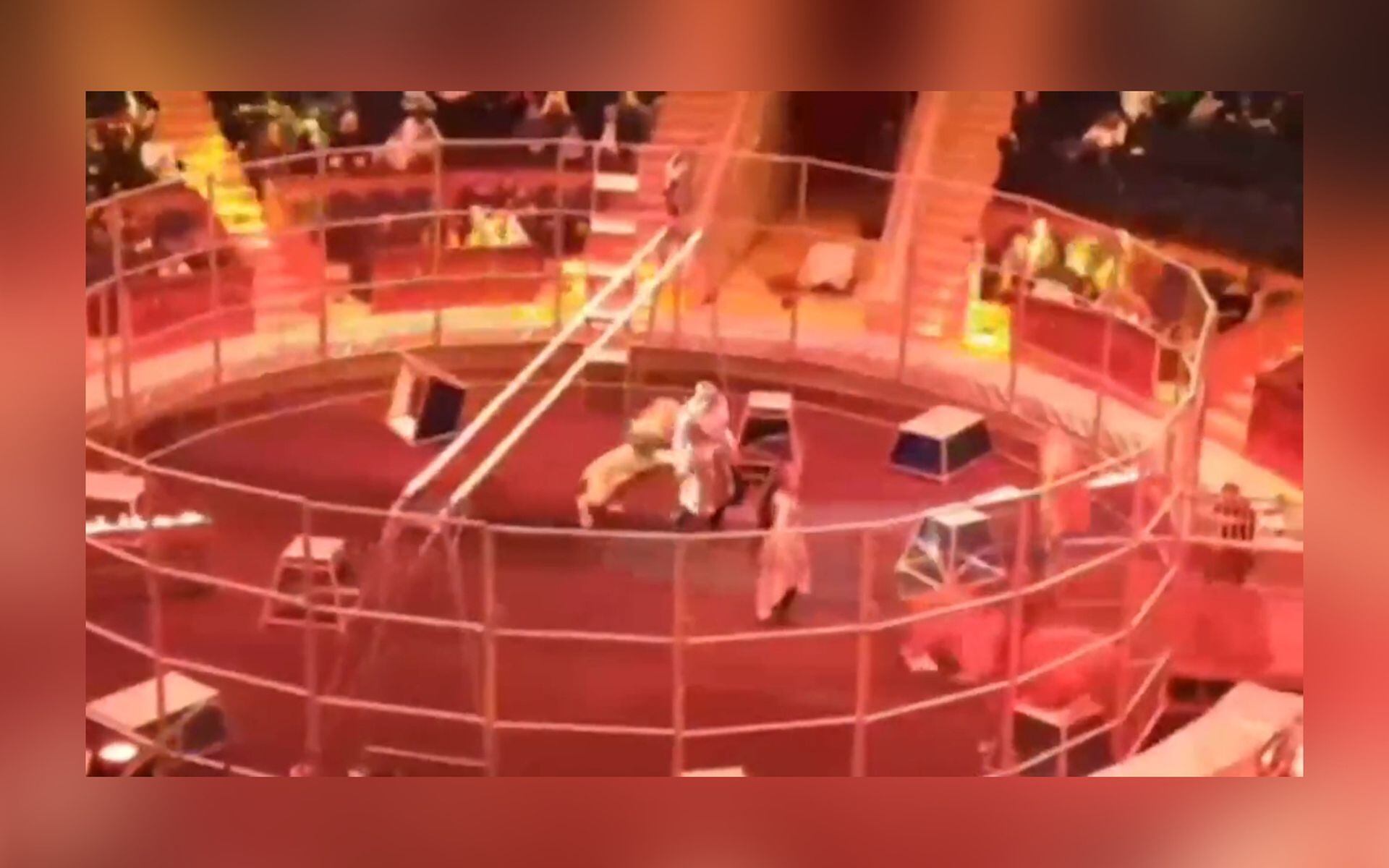 Video | Así quedó registrado el brutal ataque de un león a su domador en  pleno espectáculo