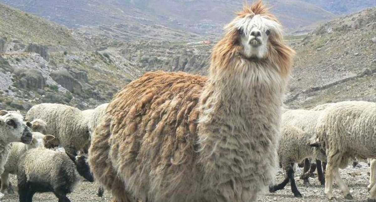 Чем альпака отличается от ламы животное фото