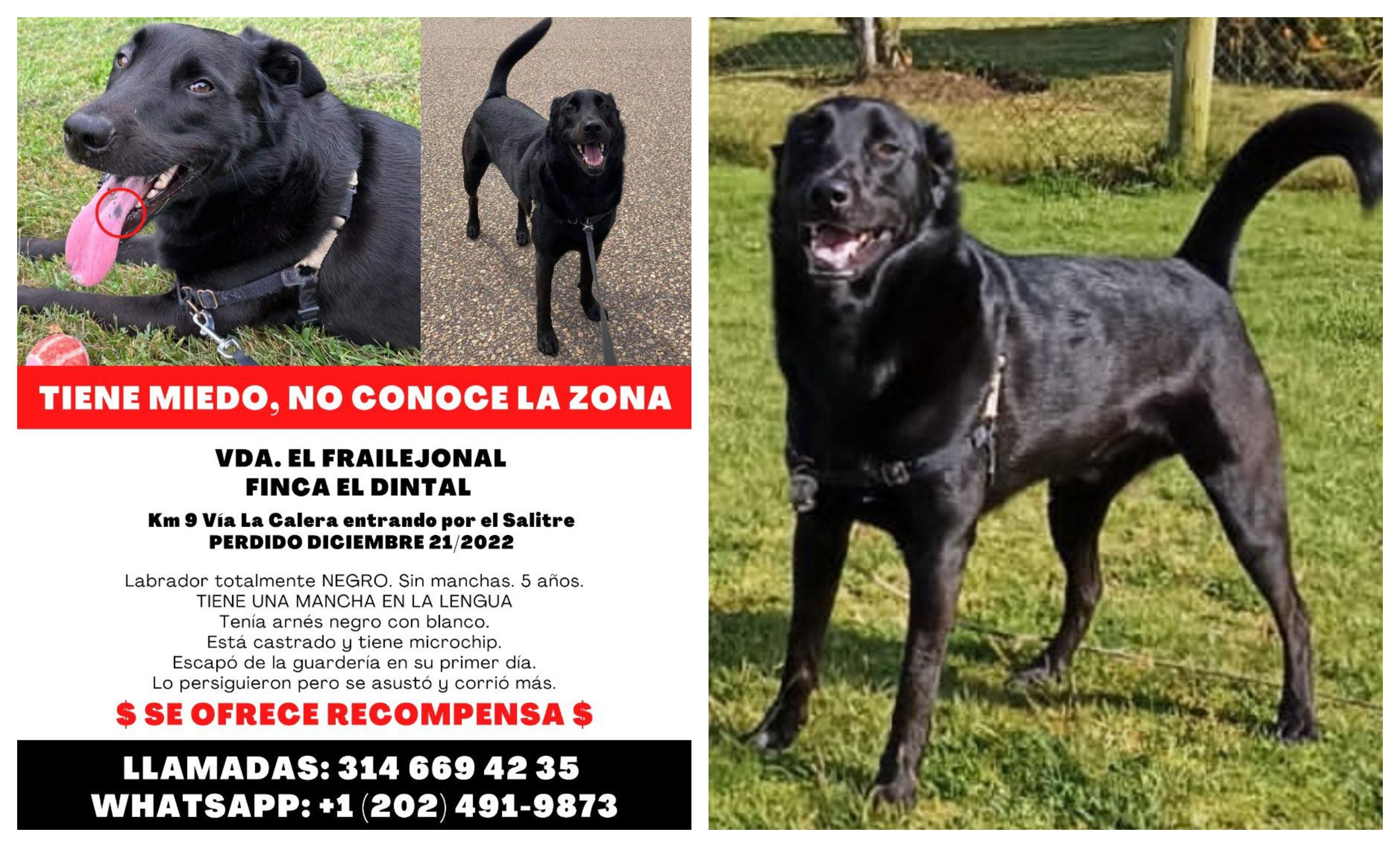 como reporto un perro encontrado