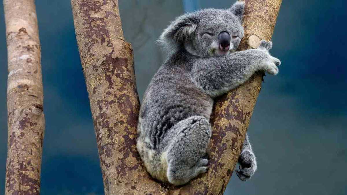 Koalas, rumbo a la extinción? 5 cosas para salvarlos
