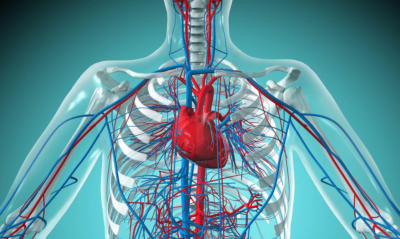 Angio-Istmo - Una mala circulación sanguínea afecta a nuestros