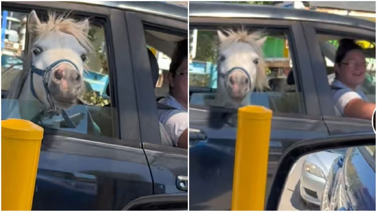 Insólito: este es el video de un caballo que viaja dentro de un carro