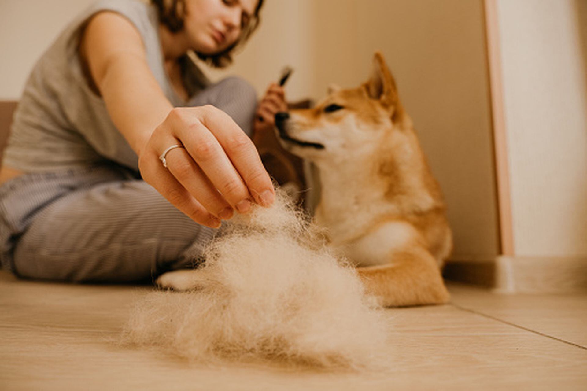 Cómo quitar pelos de mascota de la lavadora y la secadora