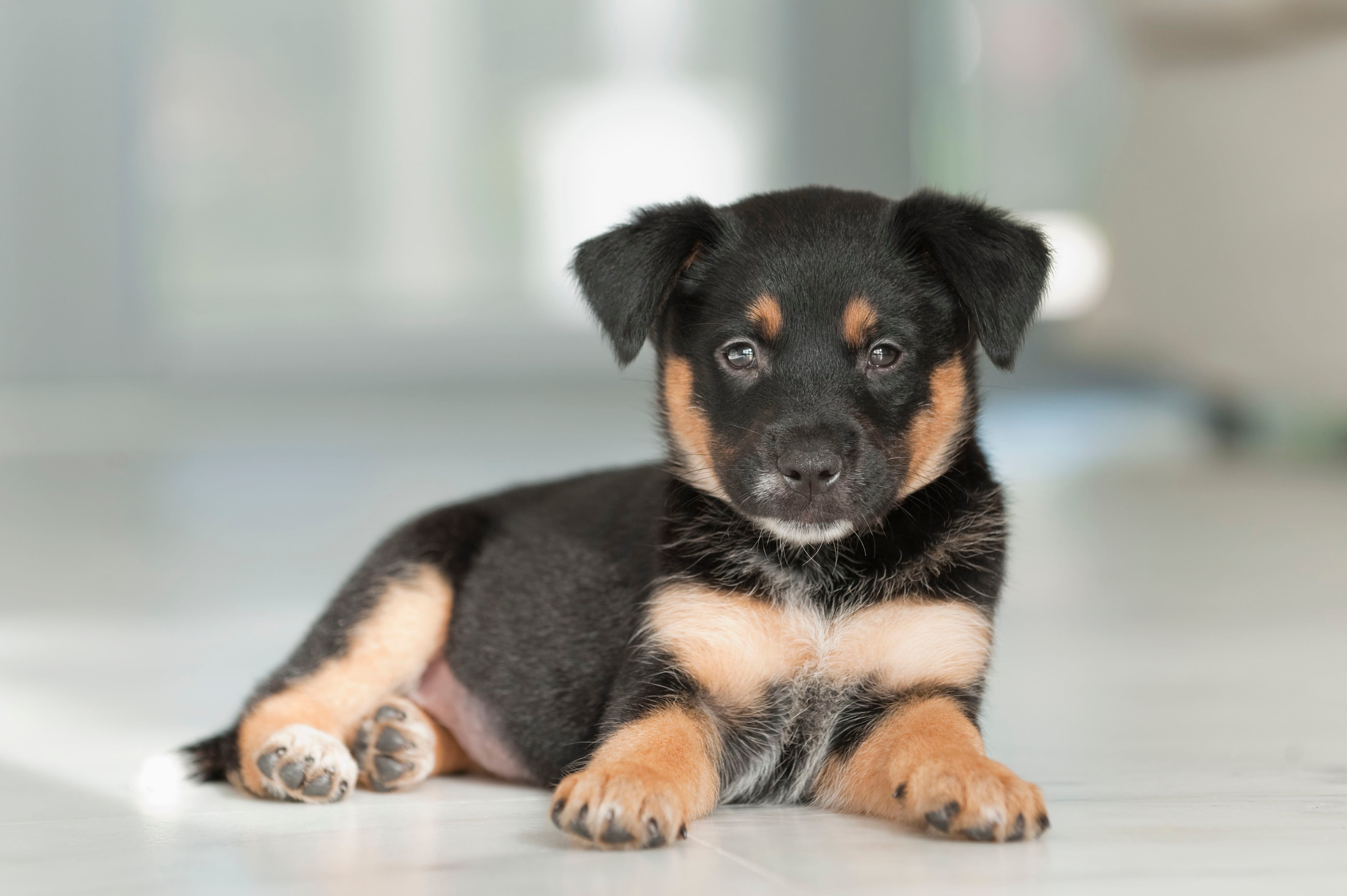 donde se encuentran los pulmones de un perro