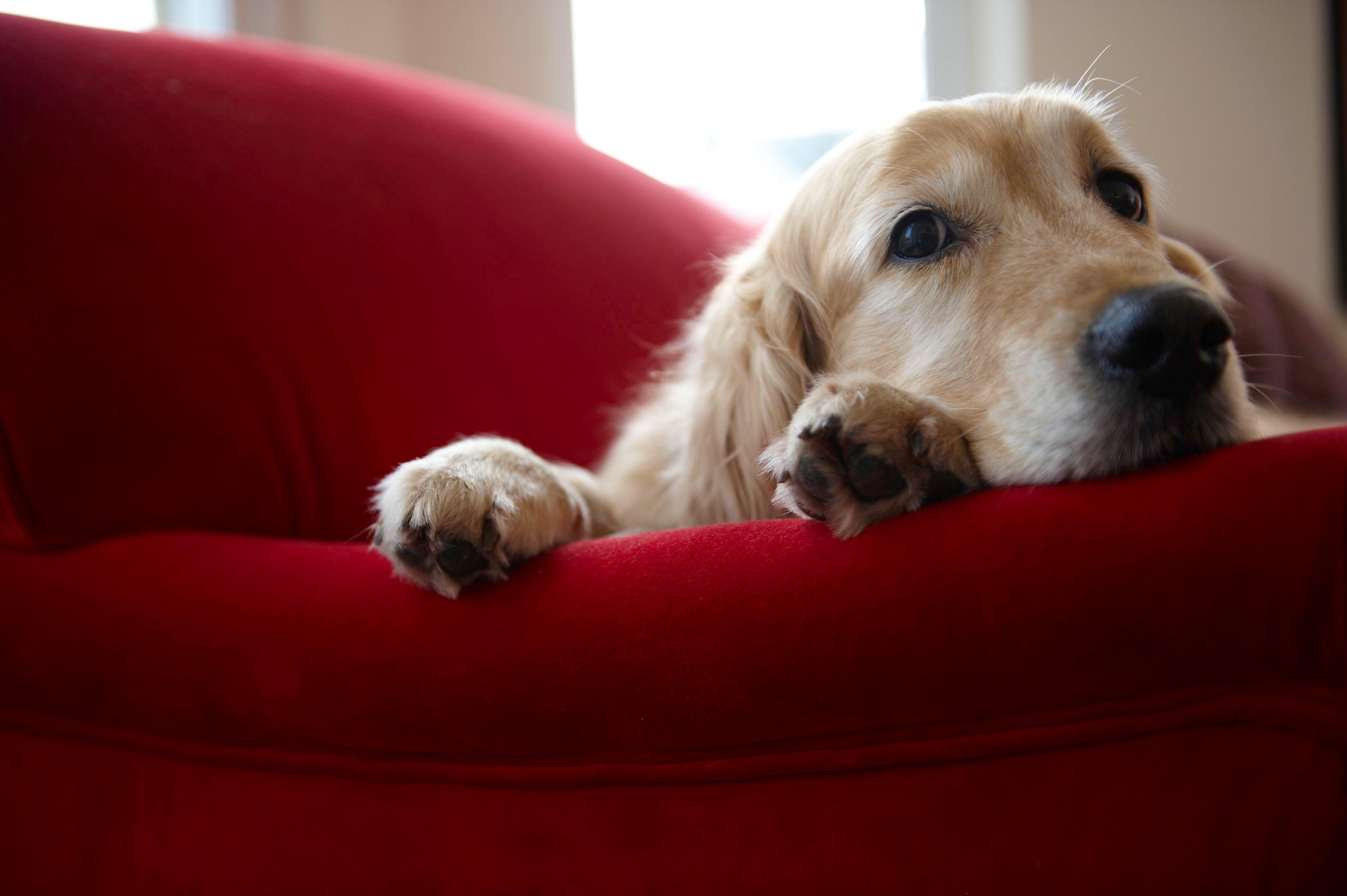 cómo actúan los perros cuando están enfermos