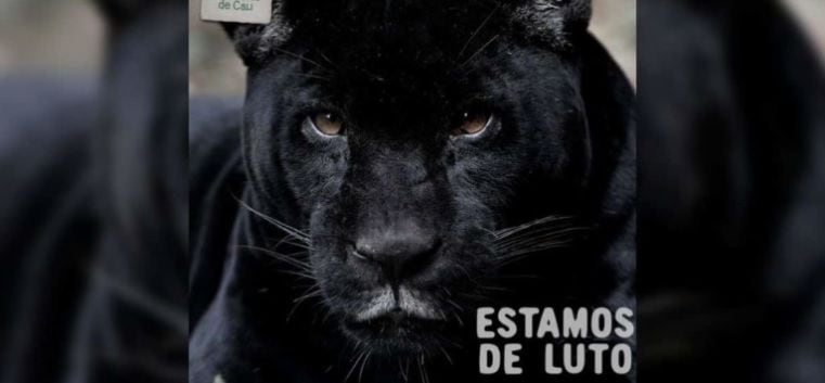 El Zoológico de Cali está de luto; murió jaguar a sus 17 años