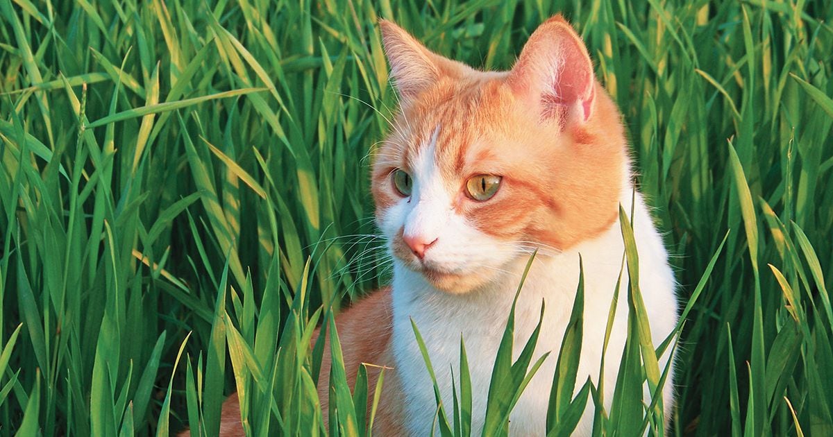 Por qué los gatos se van de la casa? - Petys