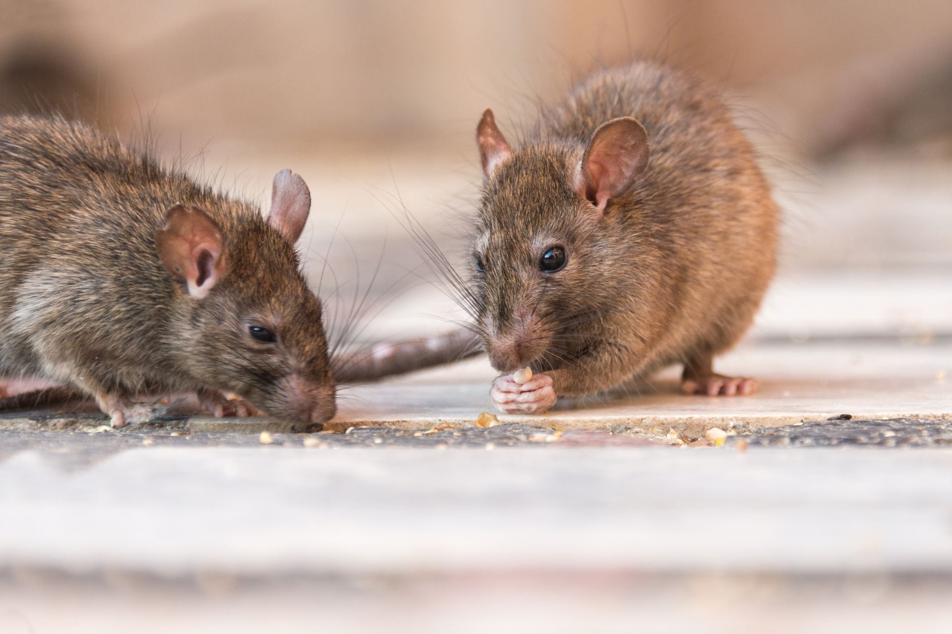 Ahuyentador de ratas y ratones (alimentado) Engrais de Longueil