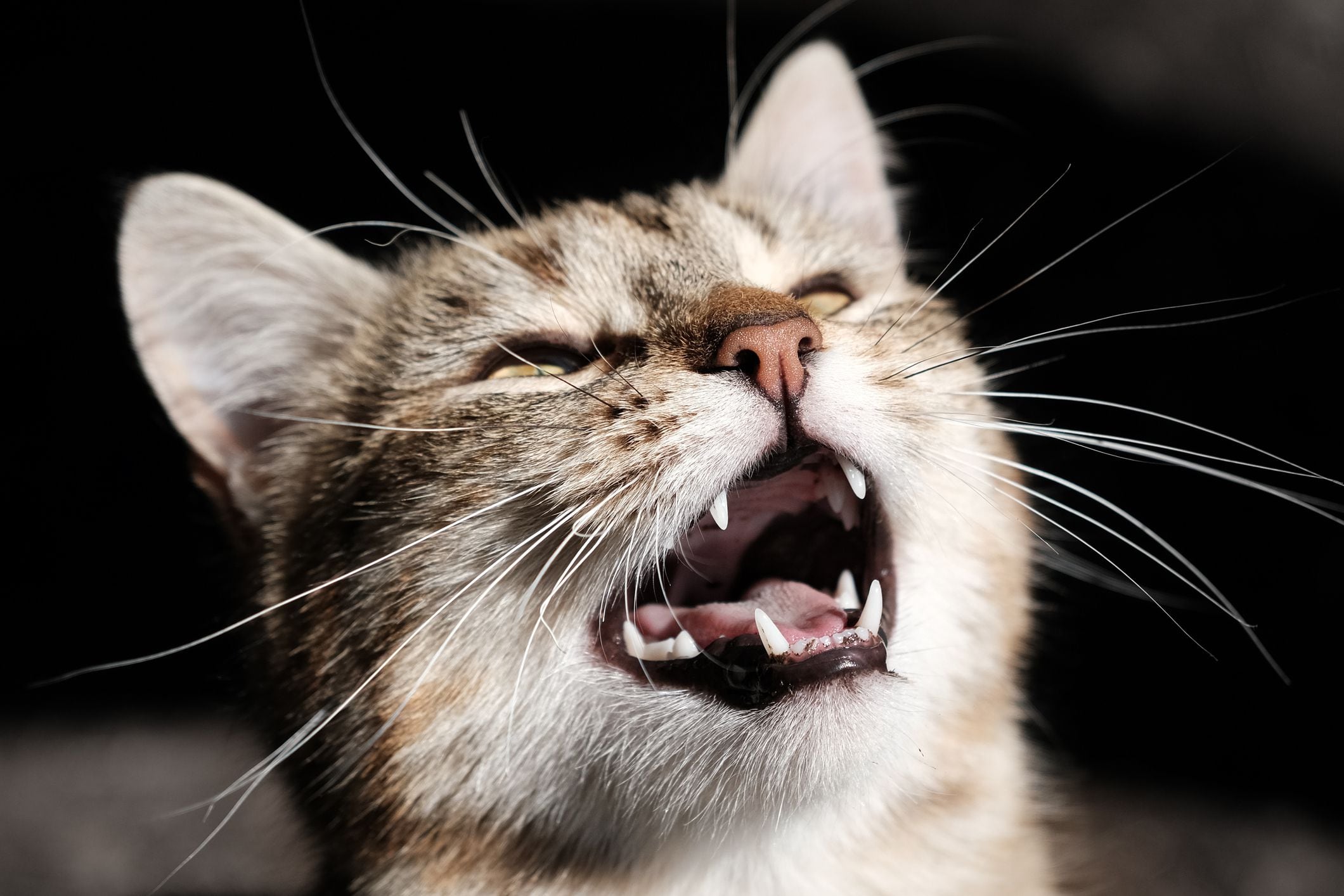 Descubre por qué los gatos odian las caricias en el vientre