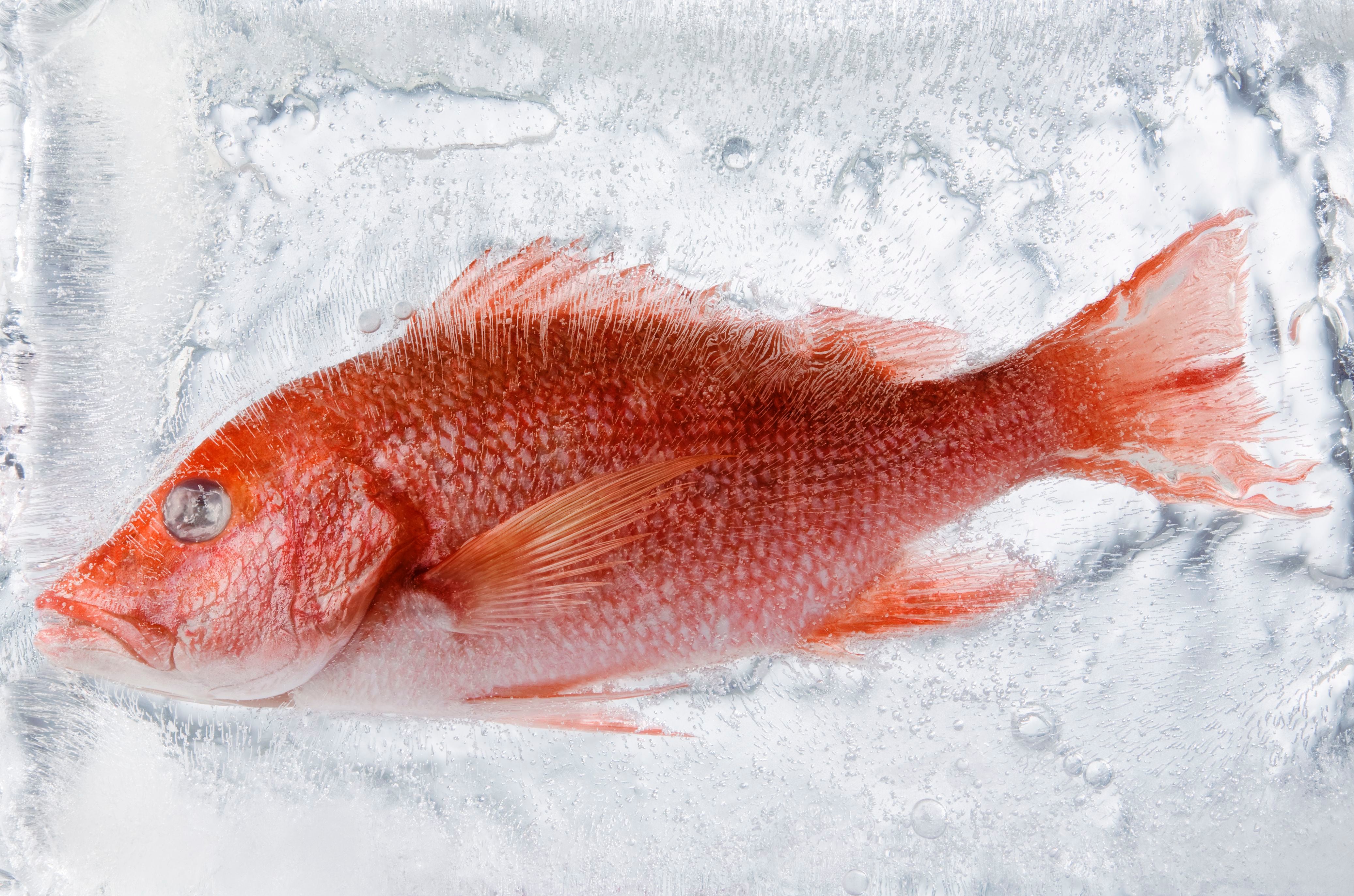 El tiempo de congelación del pescado fresco entre 5 y 7 días para
