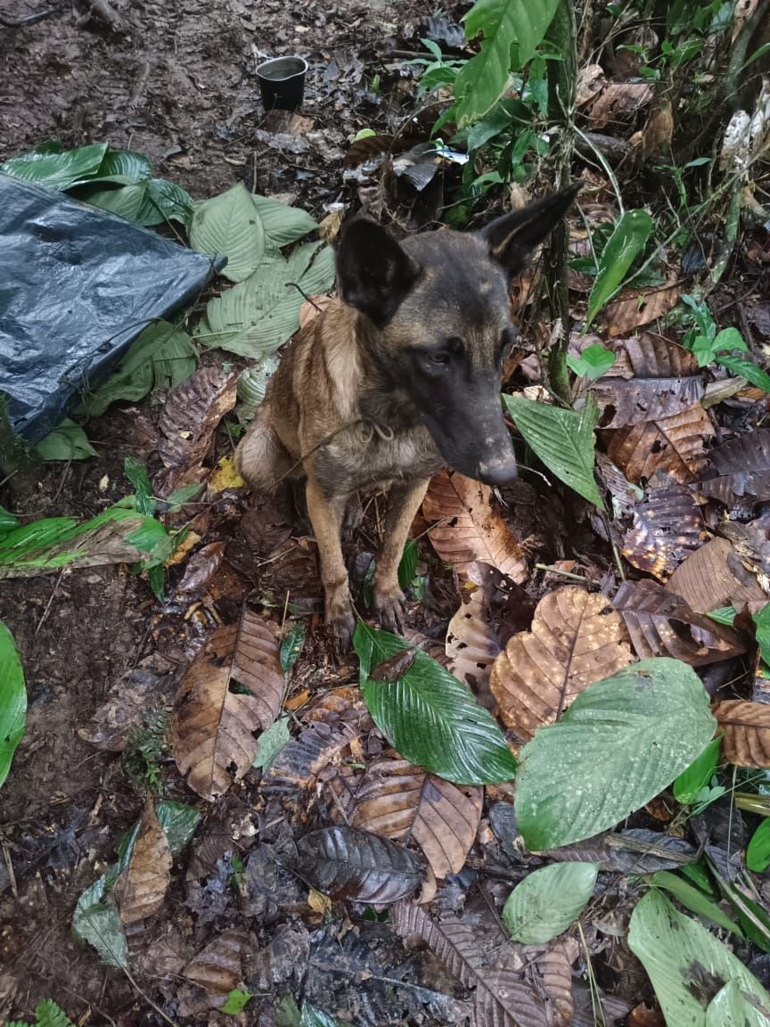 Fuerzas Militares verifican la identidad de un perro encontrado en la selva