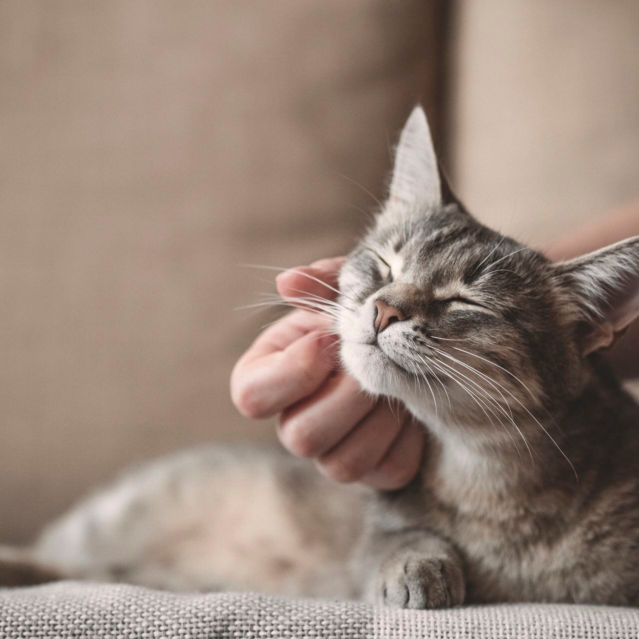 Por qué creemos que los gatos son menos cariñosos y amigables que