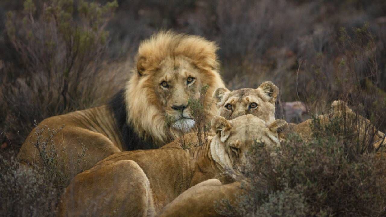 Aterrador: Así se escaparon cinco leones dentro de un zoológico en Australia