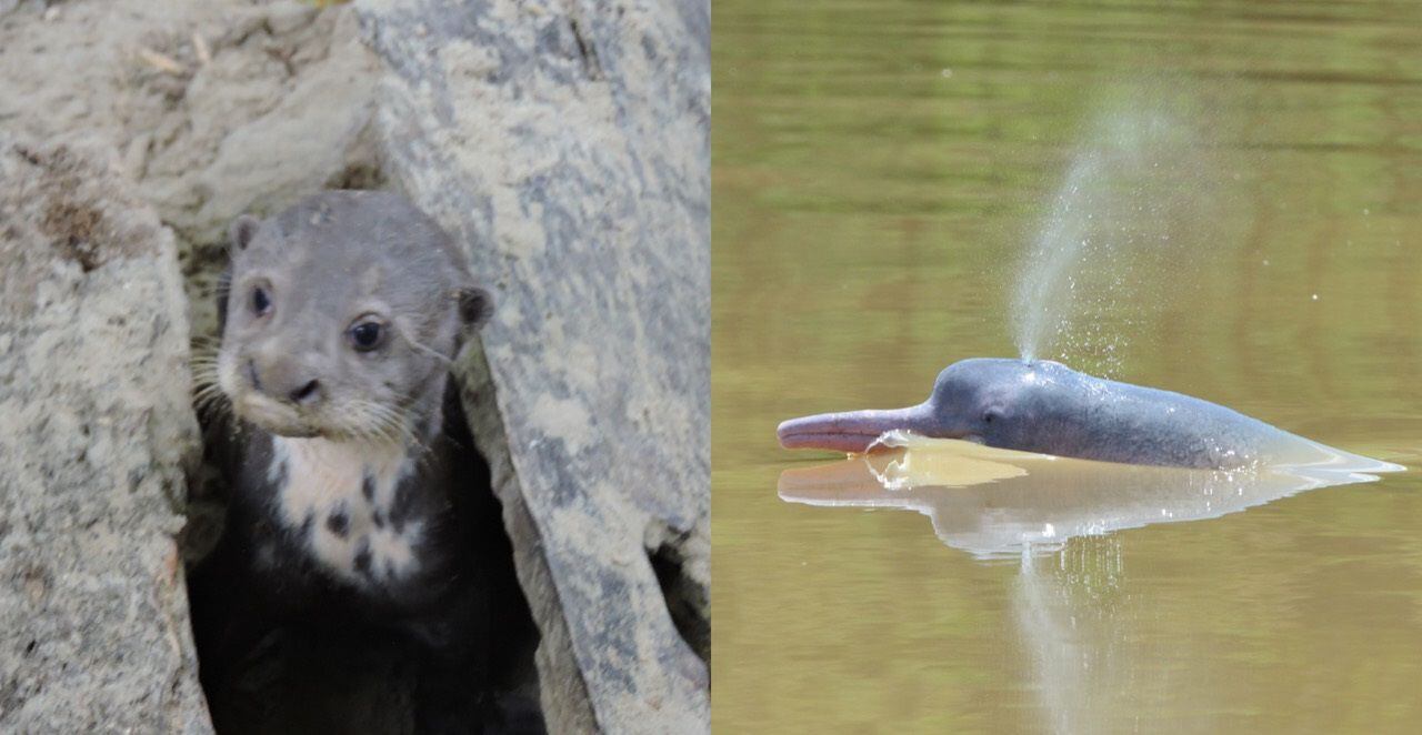 nutria gigante vs cocodrilo