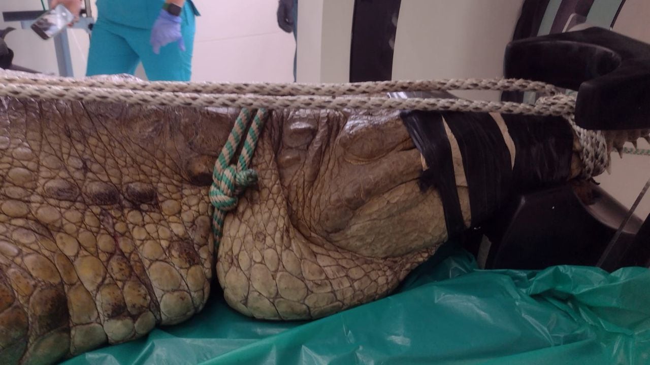 Lágrimas de cocodrilo: ritual de apareamiento terminó en una tragedia que,  paradójicamente, salvará la vida de muchos animales