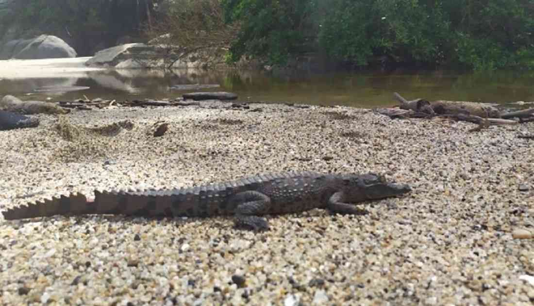 Monitorean el caimán aguja en el Tayrona | Colombia hoy