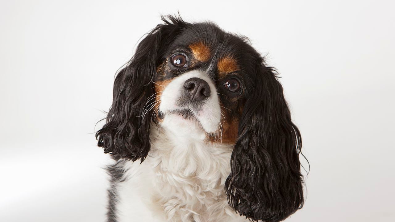 Consejos y juegos interactivos de inteligencia para perros - Mascotas  Saludables