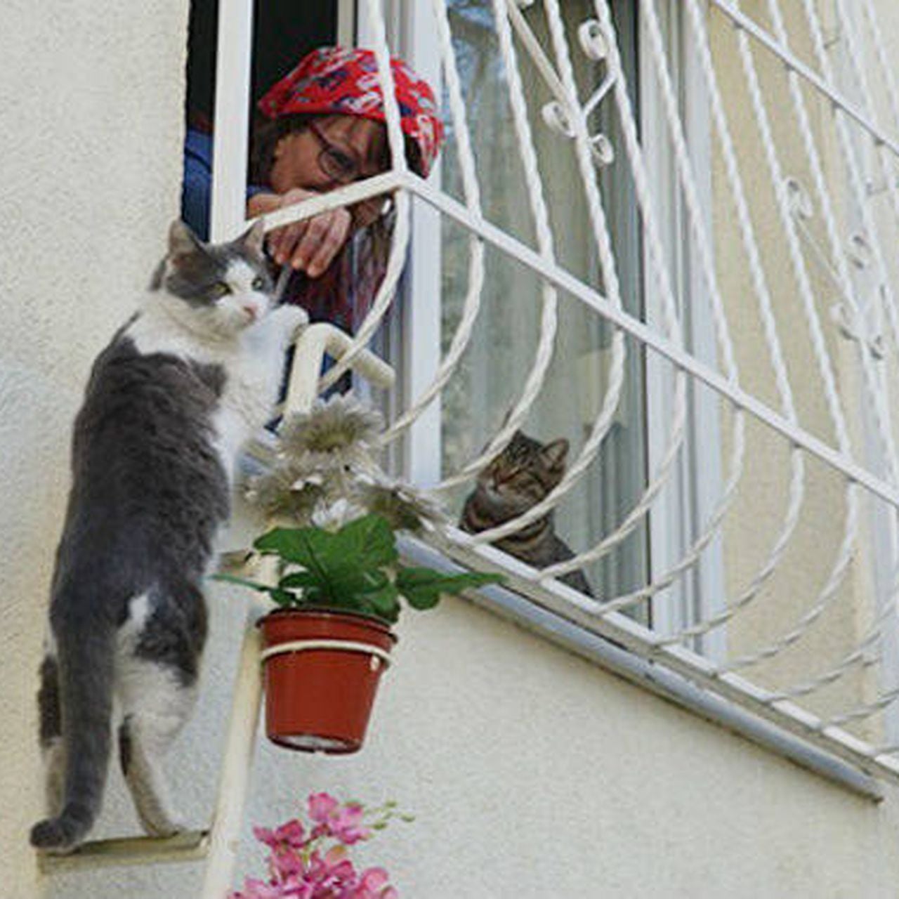 mujer pone escalera para gatos callejeros