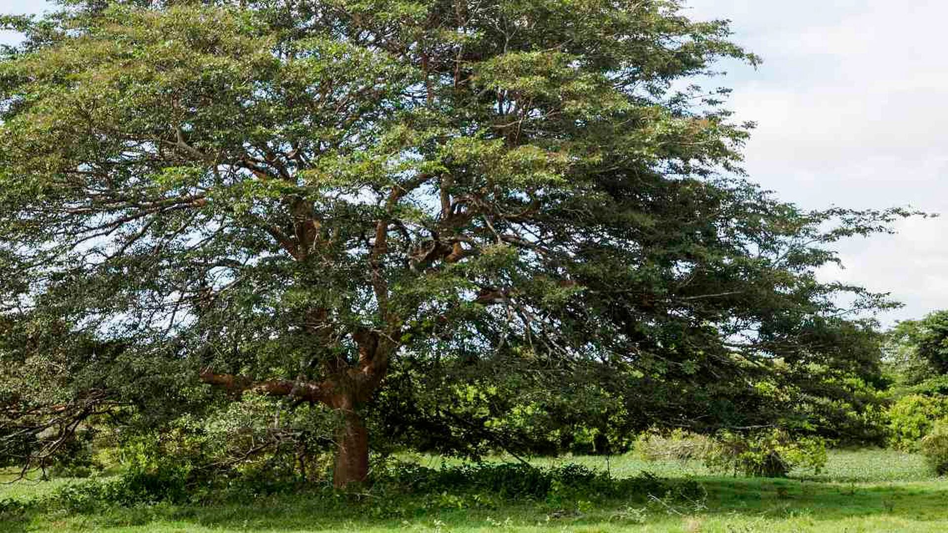 Día del Árbol: conozca las especies de árboles más amenazadas de Colombia