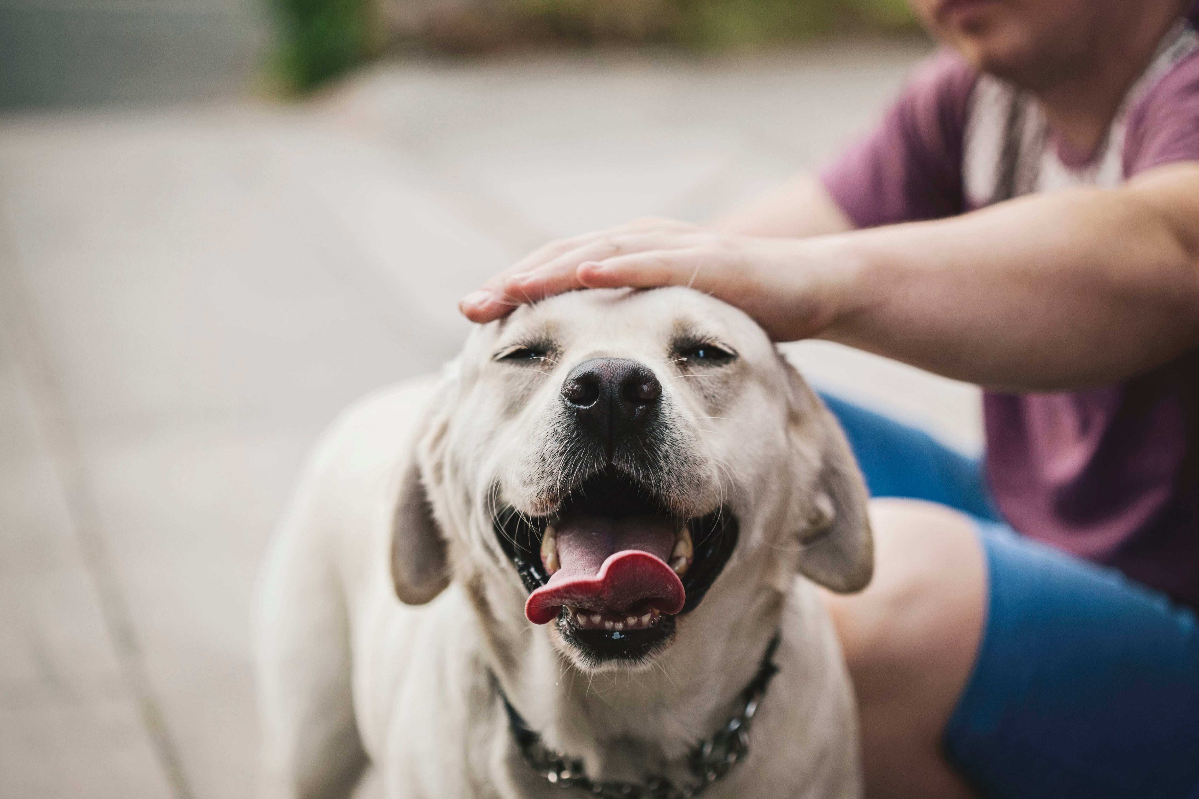 cómo se calma el jadeo de un perro