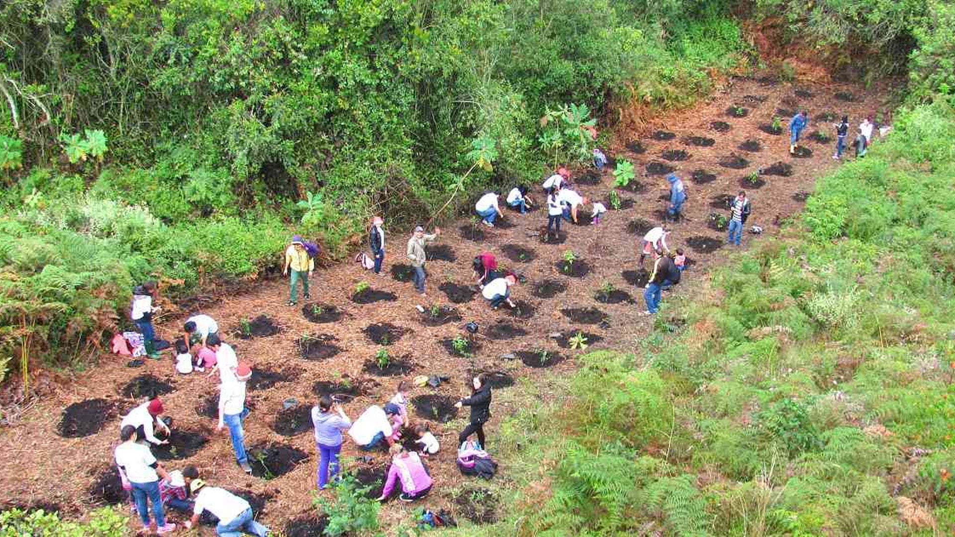 Donar y sembrar árboles: fórmula clave para ayudar al planeta