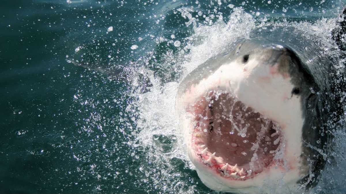 Turista italiano murió atacado por un tiburón en San Andrés
