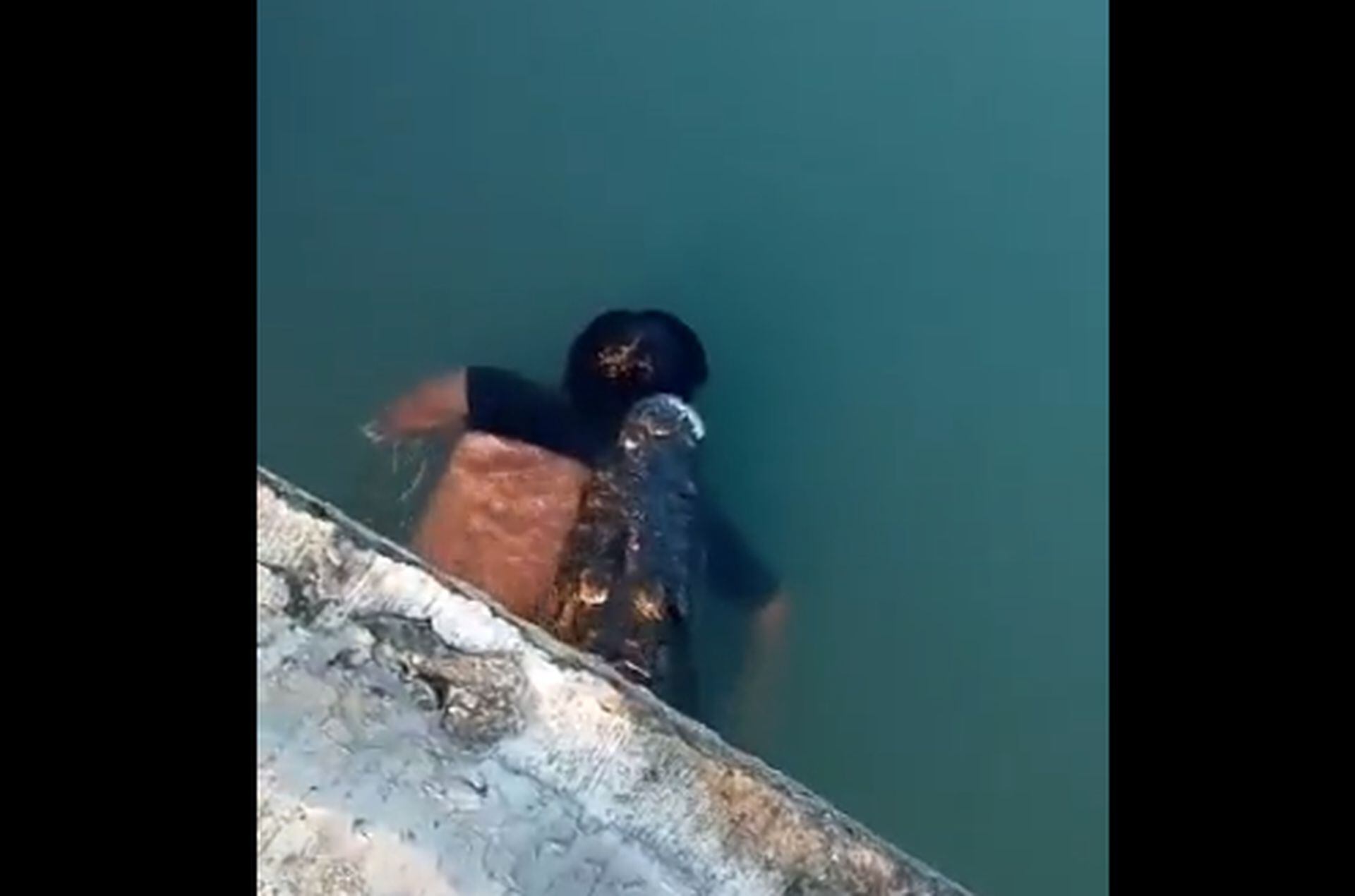 Video | Aterrador; un cocodrilo mata a un hombre en una laguna y se pasea  con su cadáver