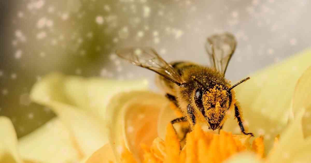 Polen de abeja: porque es bueno para nuestro organismo