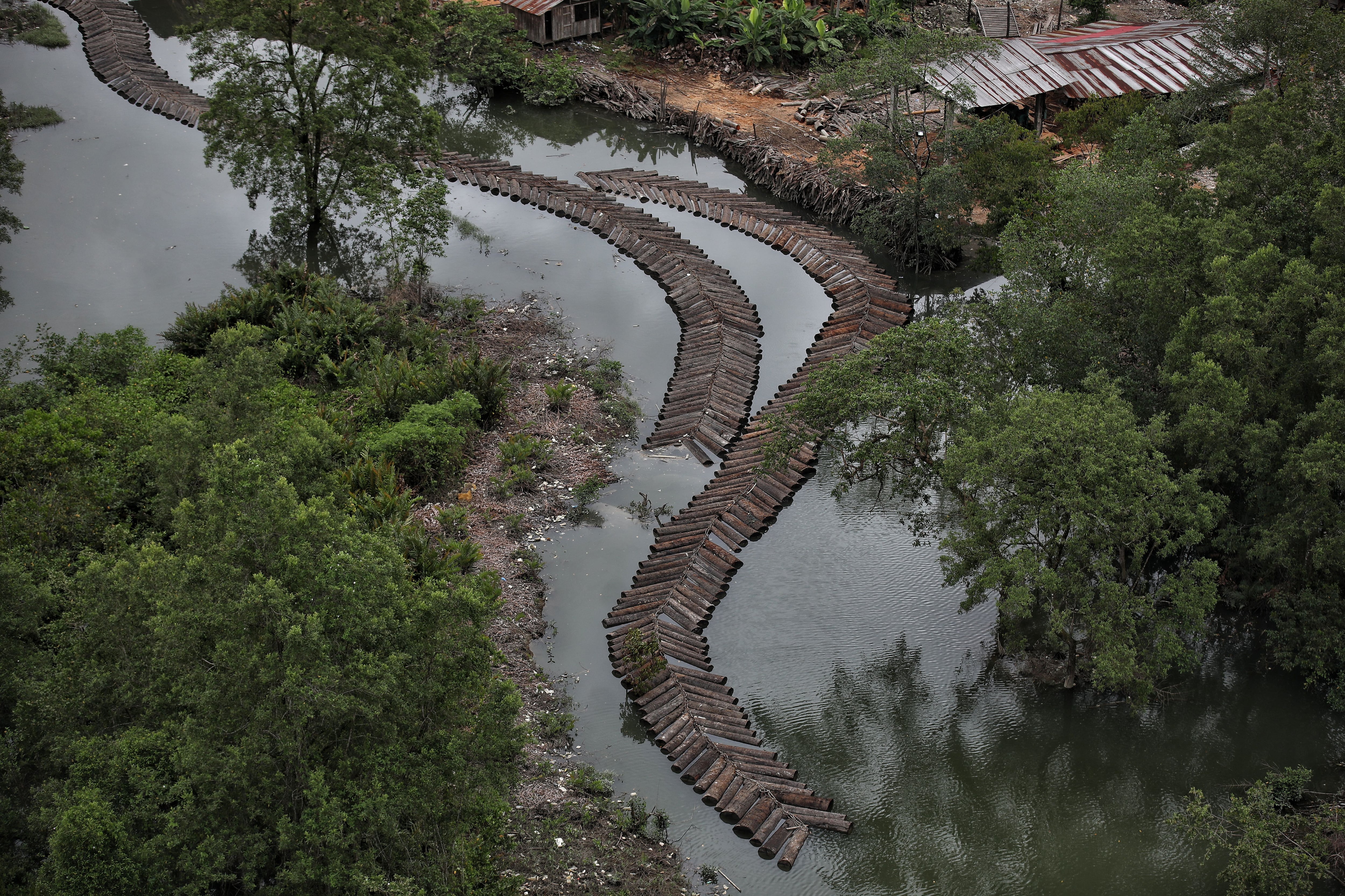 Horror en las selvas del Pacífico, especies de árboles están por desaparecer