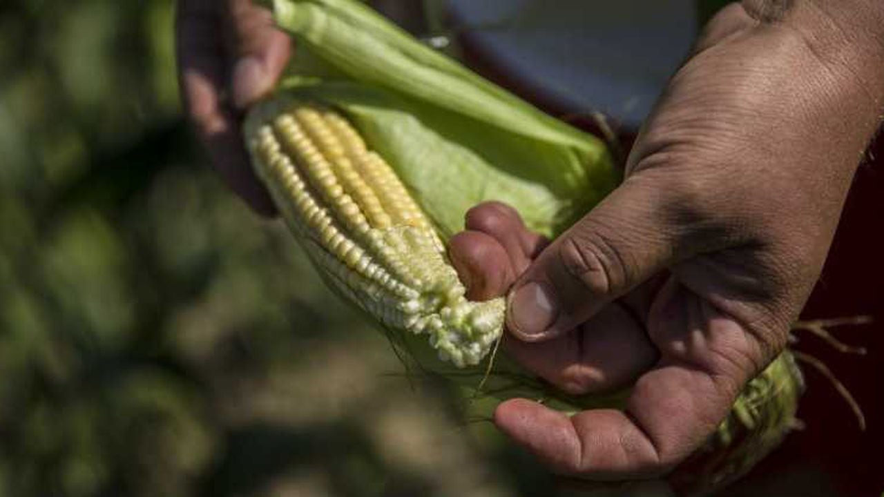 Esta es la iniciativa del Gobierno para el agro colombiano, ¿habrá más  cosechas?