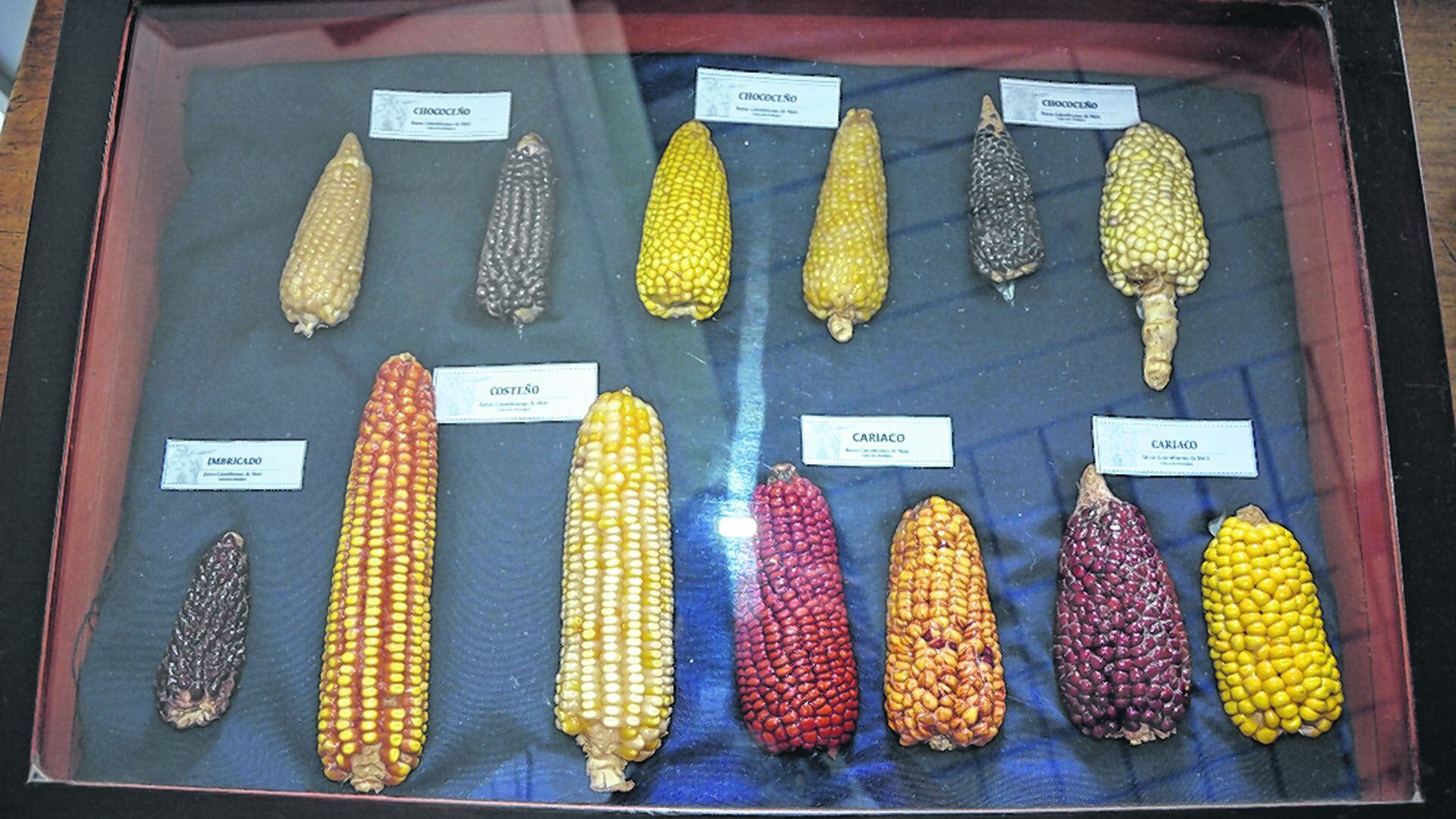 Conozca la exposición en homenaje al maíz de organiza la Universidad  Nacional en Palmira