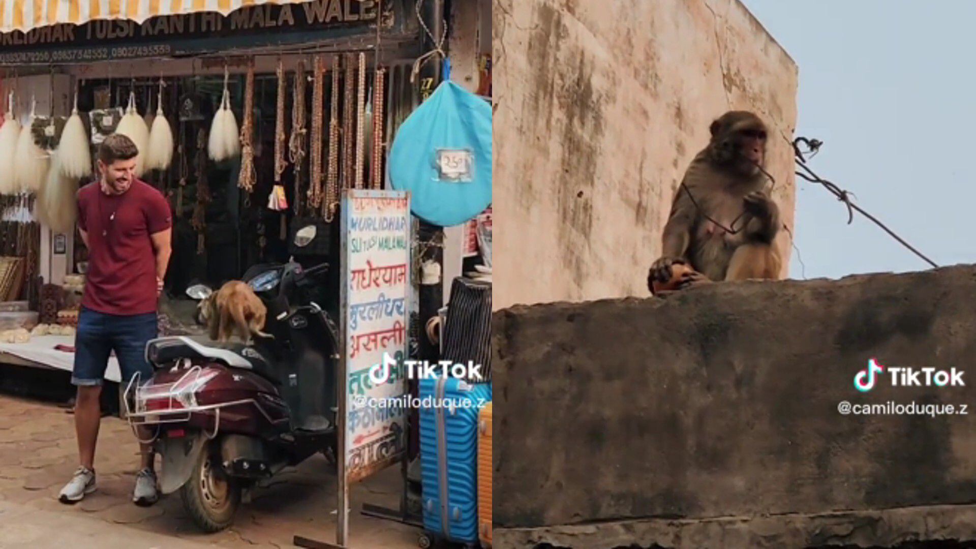 Mujer rescata celular robado por mono ofreciéndole fruta a cambio y causa  impacto en redes (video), Entretenimiento Cultura Pop