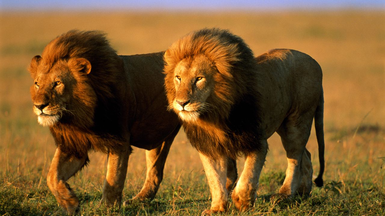 Hormona del amor está convirtiendo a fieros leones en amigables 'gaticos',  según estudio