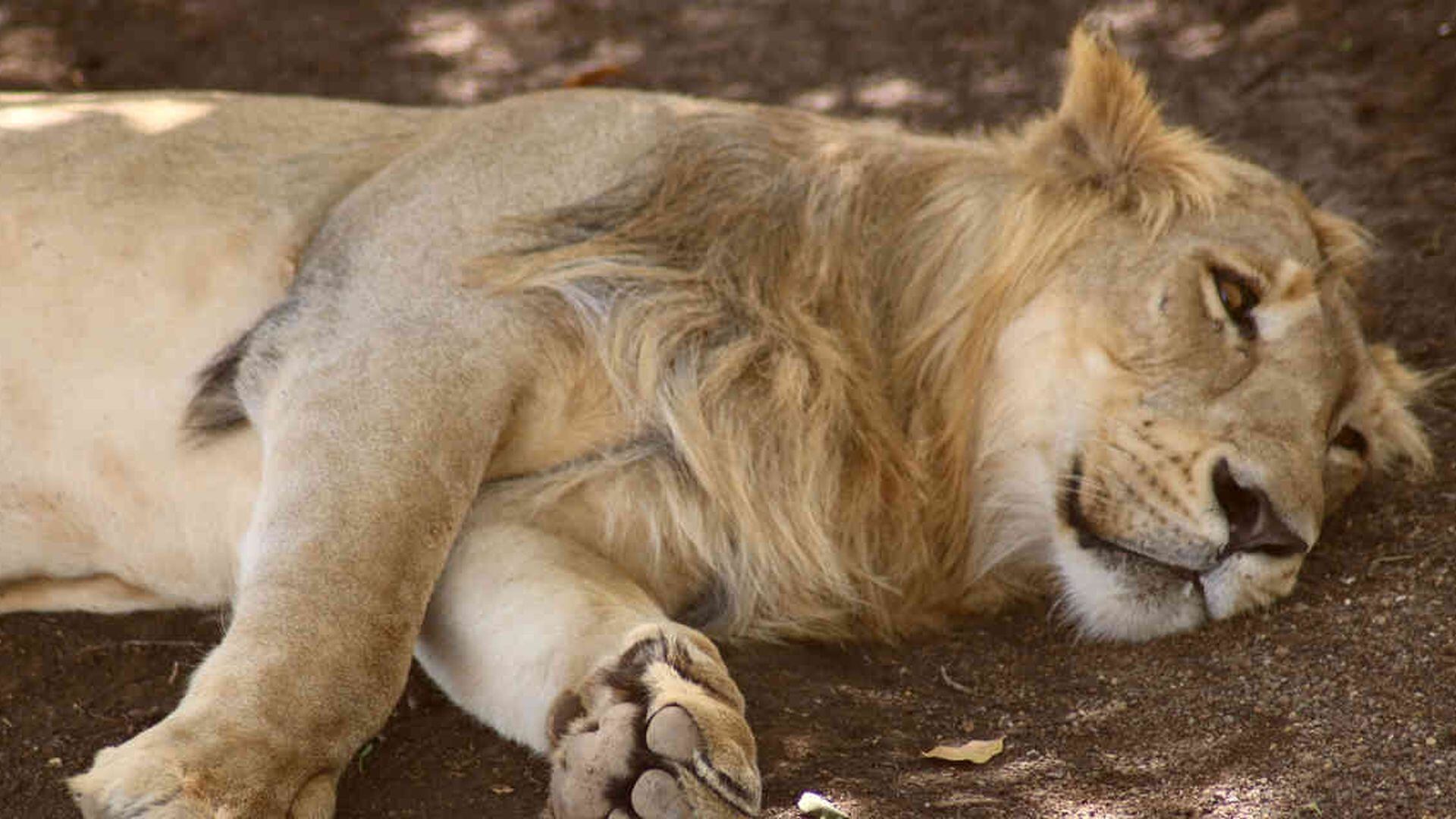 Enfermedad amenaza a las últimas mandas de leones asiáticos - Mundo hoy