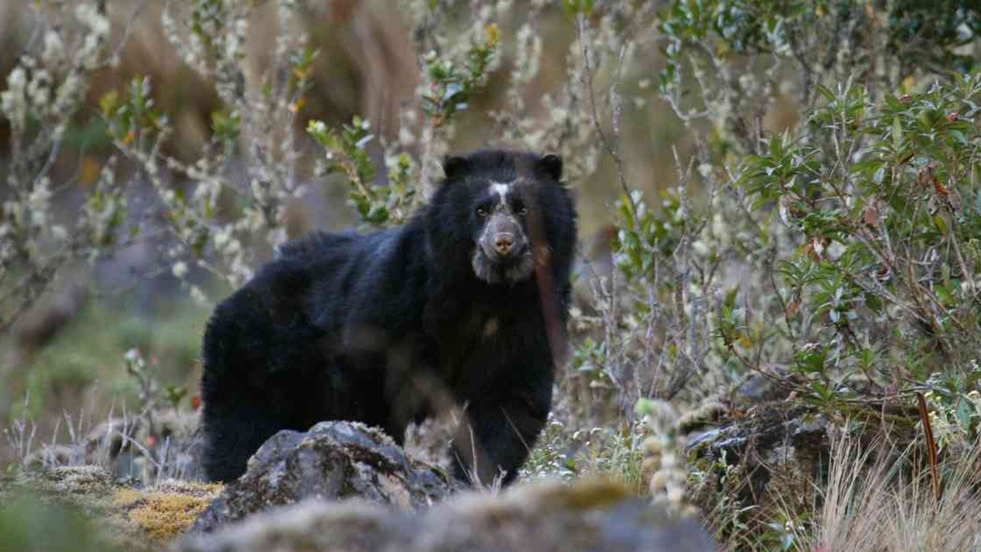 Día mundial para la protección del oso de anteojos: cuatro esfuerzos de  conservación en Latinoamérica
