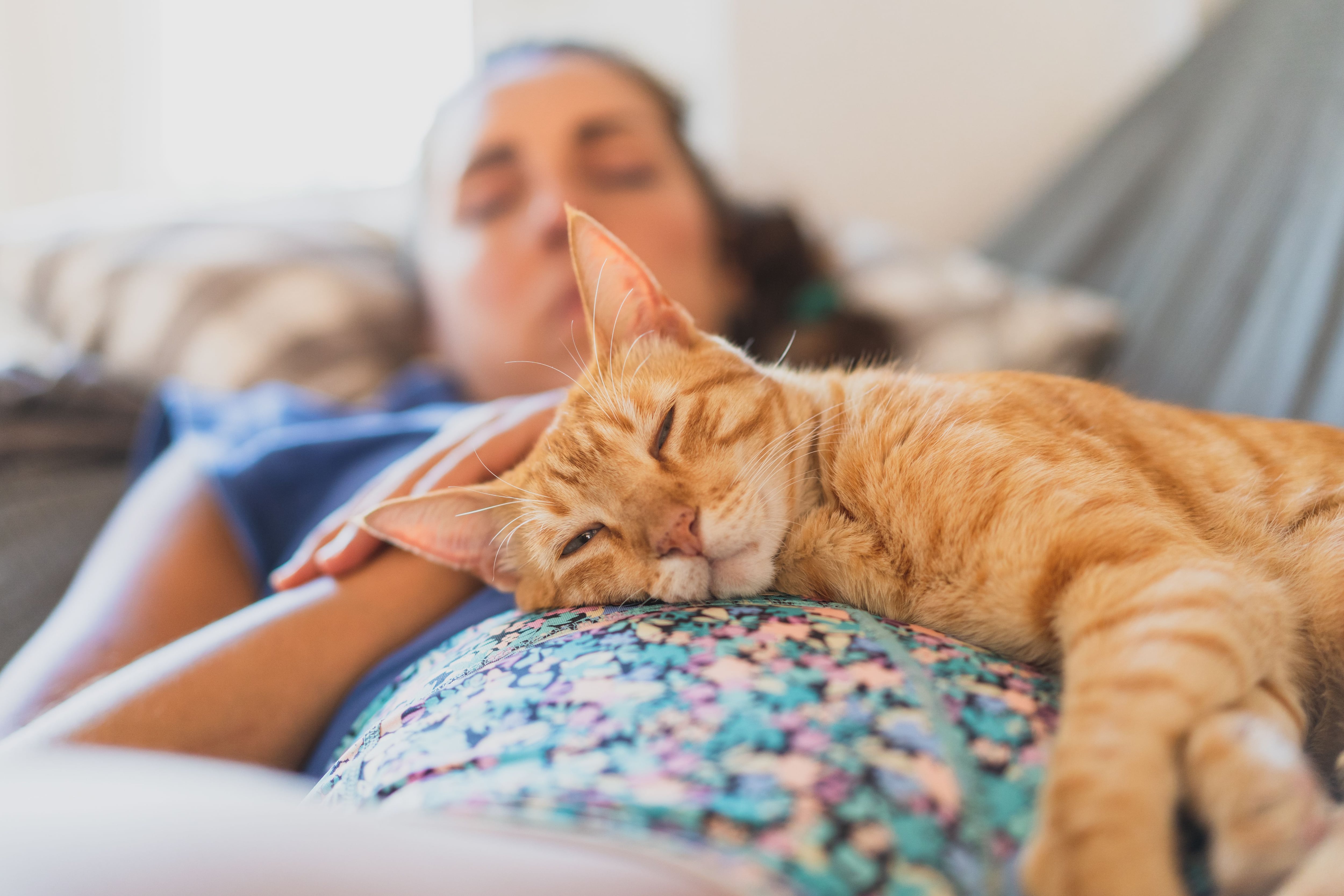 Elimina los pelos de gato de la ropa negra y otras prendas SIN rastrillo