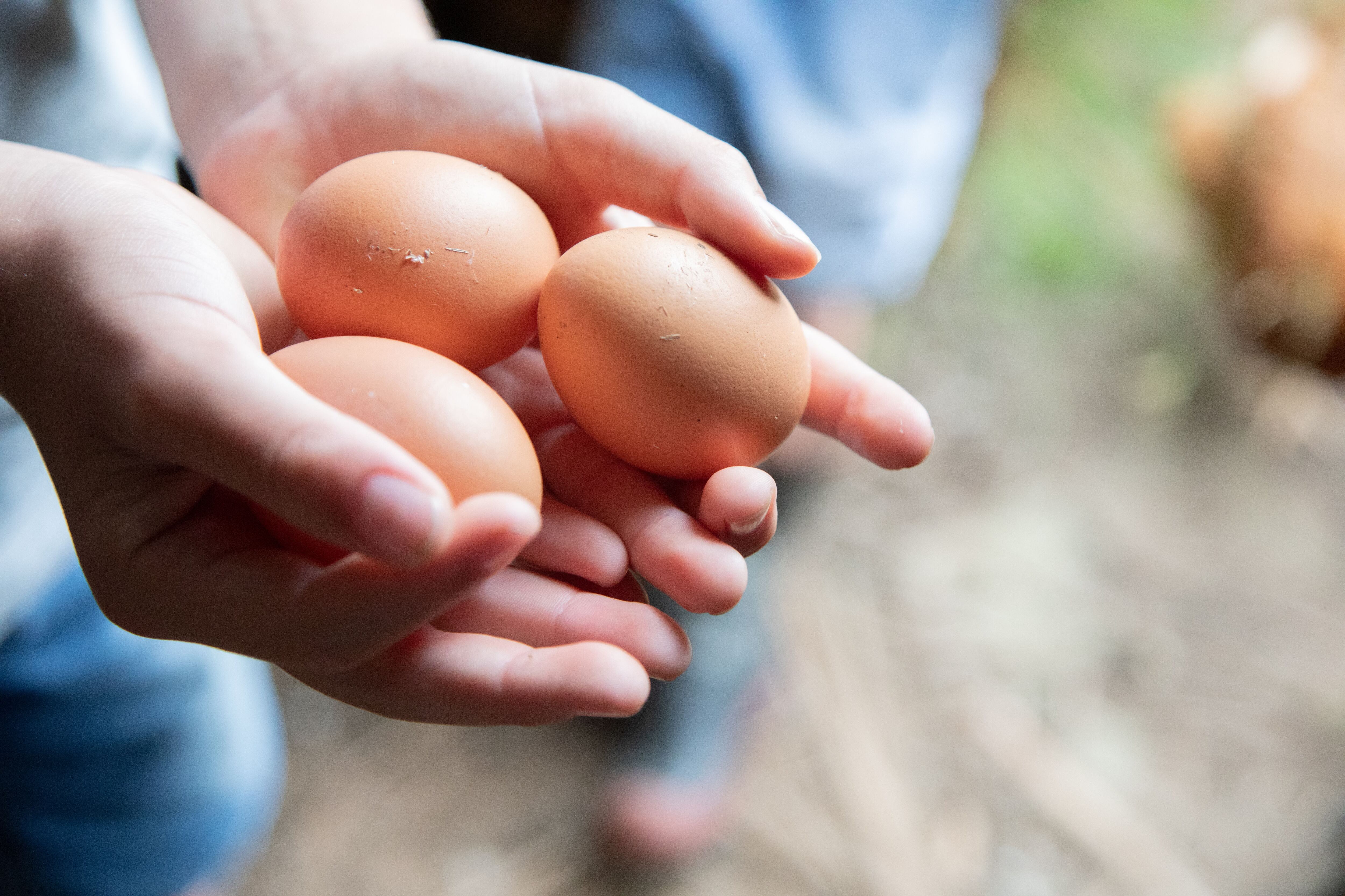 El grave error que casi todos cometemos al guardar los huevos en el  frigorífico