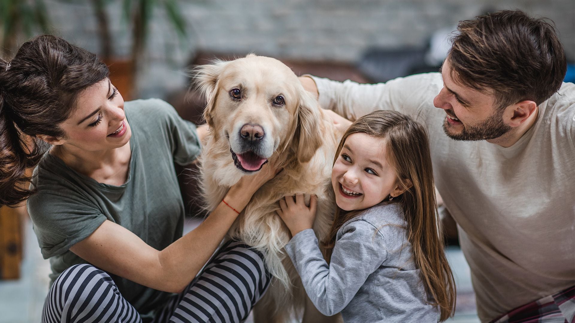 Cómo quitar los pelos de las mascotas de la ropa?