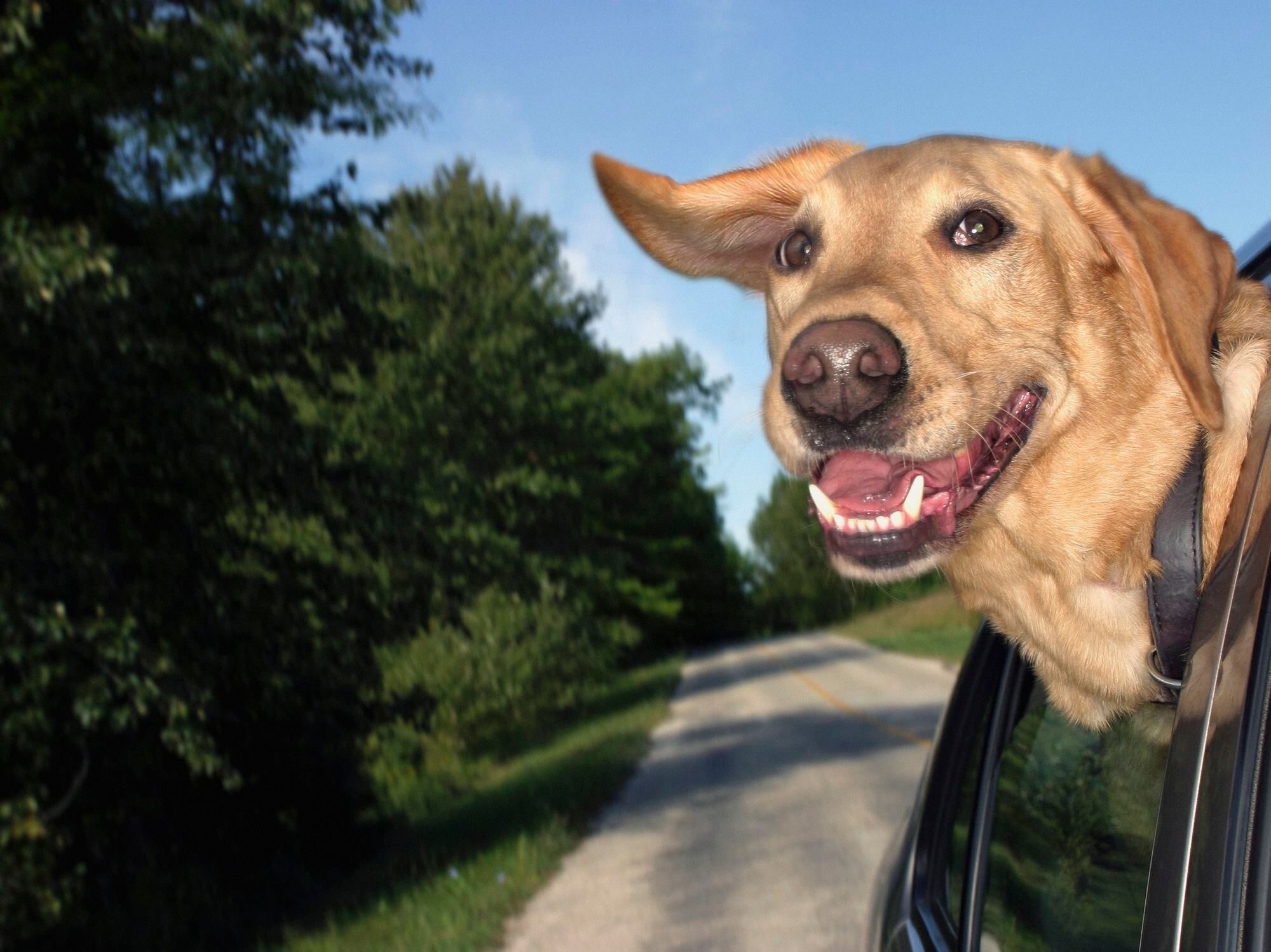 como acicalar dentro de las orejas de un perro