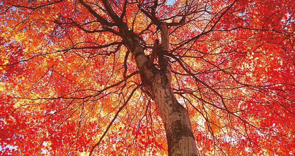 Los árboles arce y la producción de miel de maple en Canadá