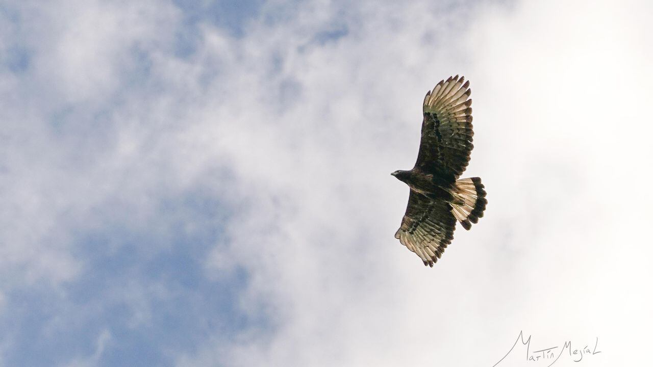 Siembran más de 150 mil árboles en el Valle de Cauca para salvar de la  extinción al águila crestada