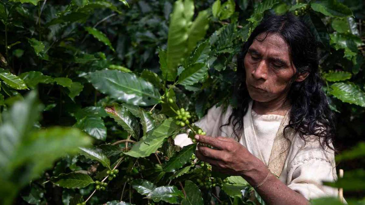 A partir de los conocimientos ancestrales los indígenas contribuyen a la preservación de la naturaleza. Foto: Esteban Vega / Semana. 