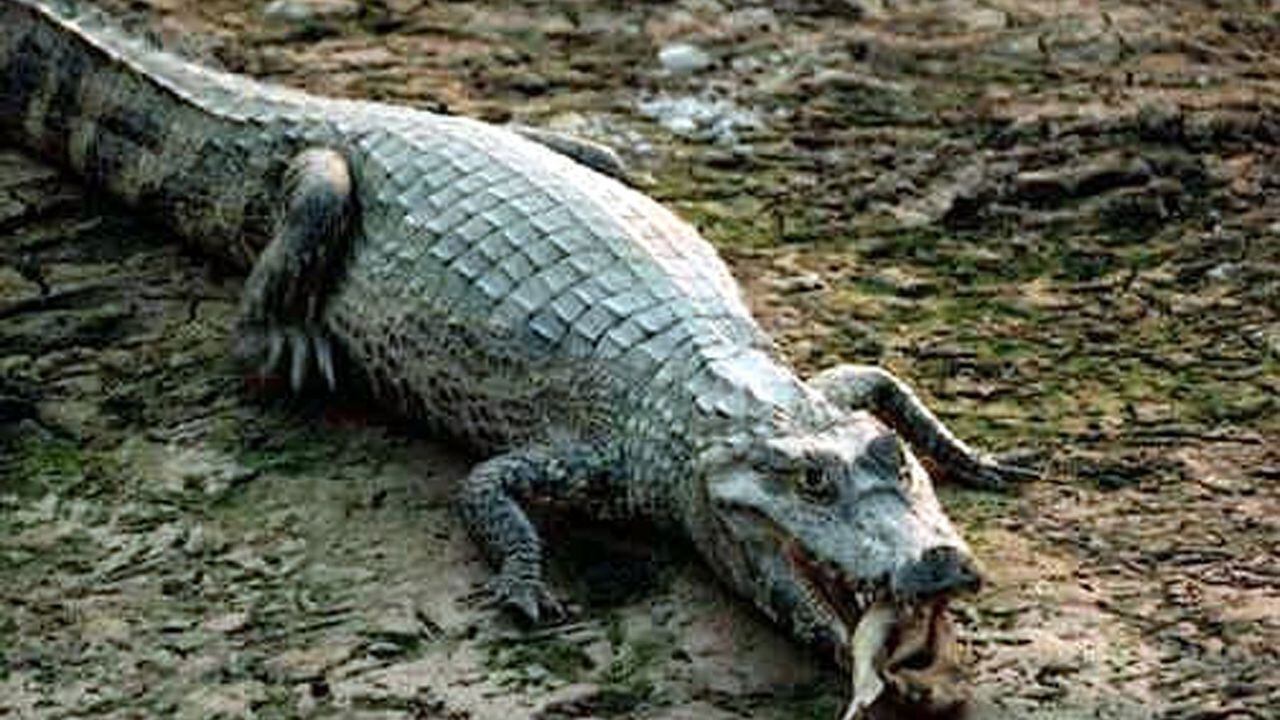 Un caimán mata a una mujer de 85 años que paseaba a su perro en Florida,  .