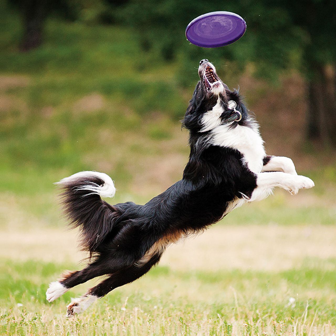 ᐅ Jugar al Frisbee con tu perro. Un deporte muy de moda