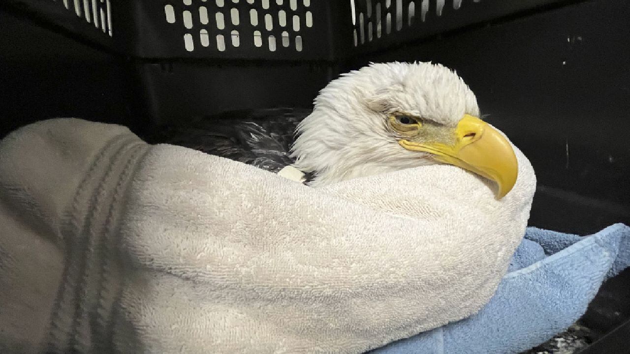 Mortandad de águilas calvas en Estados Unidos porque comieron cadáveres en  descomposición