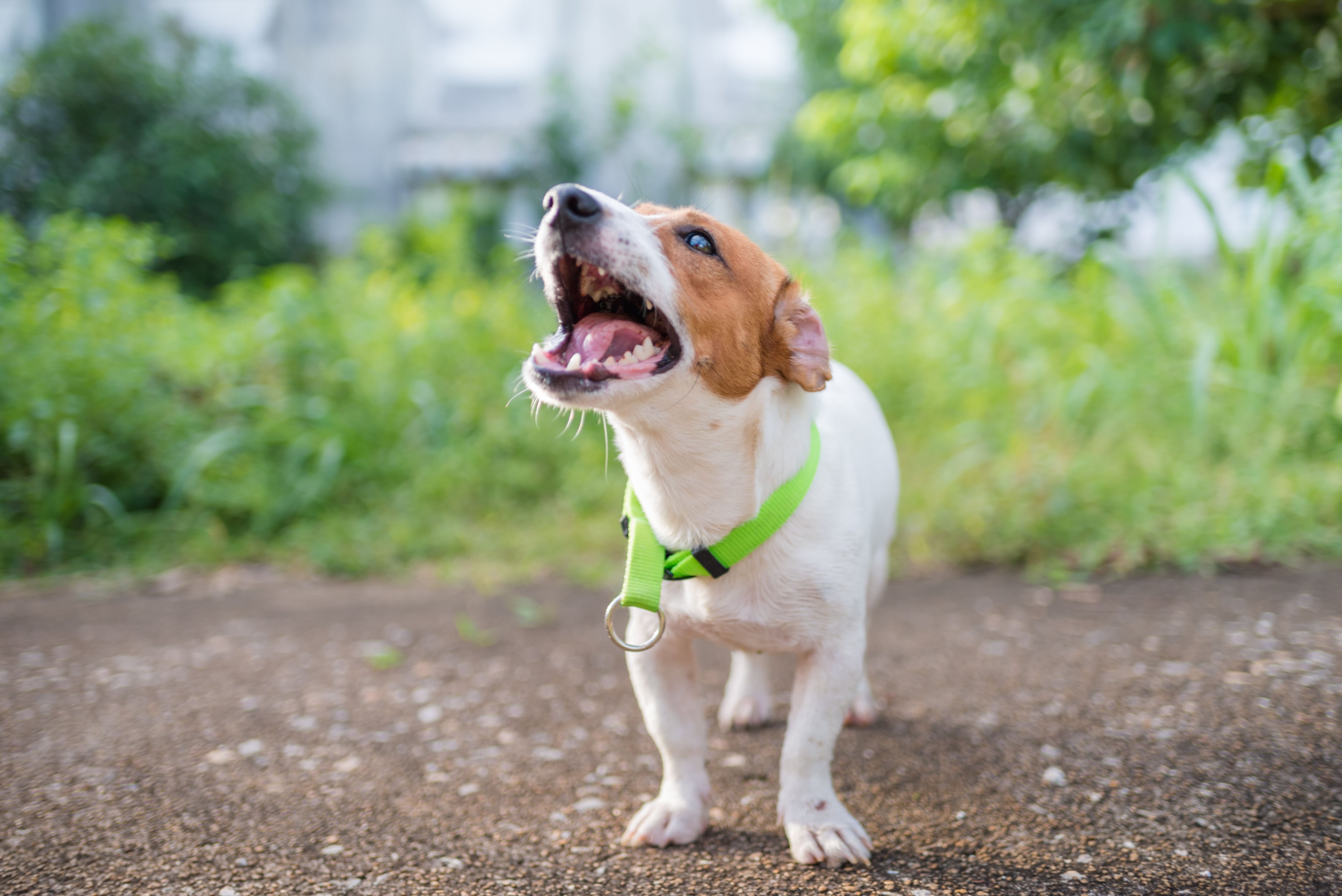 son los perros buenos para la seguridad del hogar