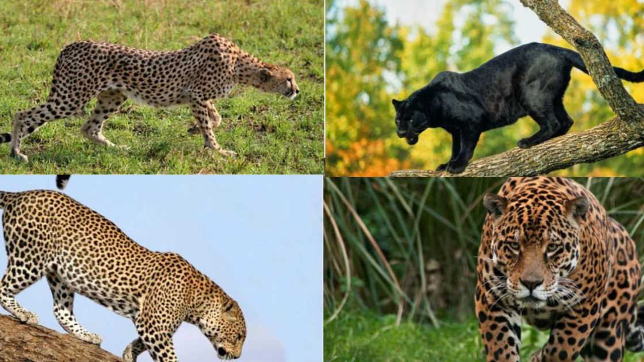 Diferencias Entre Un Leopardo Un Jaguar Un Guepardo Y Una Pantera